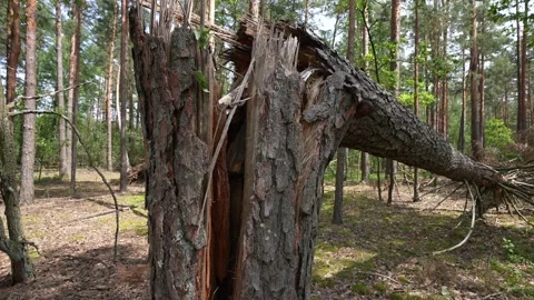 Close-up of a broken tree after a storm. Stock Footage 336862388