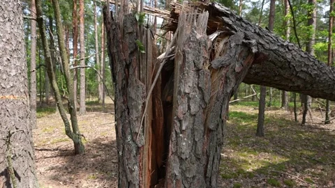 Close-up of a broken tree after a storm. Video stock 336862395