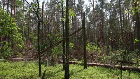 Close-up of a broken tree after a storm. Stock Footage 336862534
