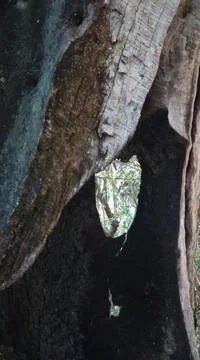 Close-up of a broken tree branch hanging over dark ground Stock Photos