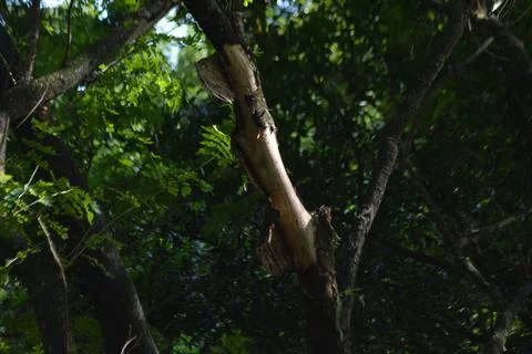 Close-up of Broken Tree Branch Showing Damaged Bark and Exposed Wood Stock Photos