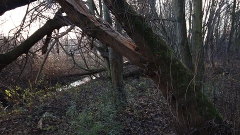 Close-up of a broken tree with a flying camera Stock Footage 121468111