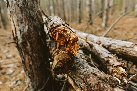 Close-up of broken tree log in forest Stock Photos