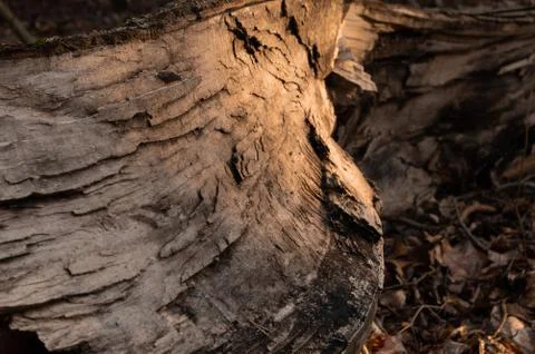 Close up of broken tree trunk Stock Photos