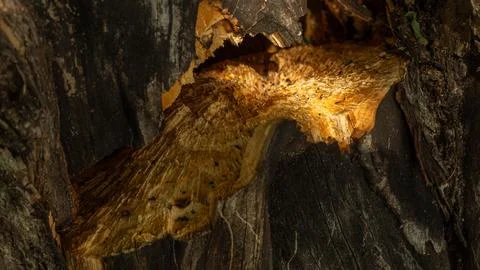 A close-up of a broken tree trunk showing the vibrant orange wood grain Stock Photos