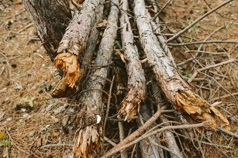 Close-up of broken tree trunks on forest floor Stock Photos