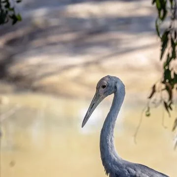 Close Up Of A Brolga Stock Photos