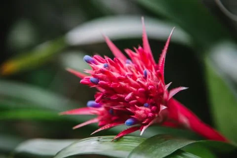 Close up on bromeliaceae  leaf, top view 写真素材