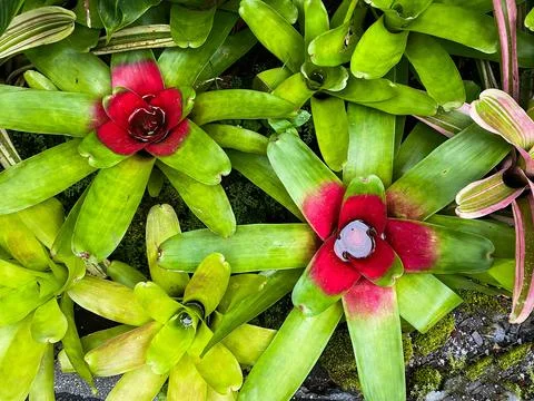 Close-up of the bromeliad flower. Stock Photos