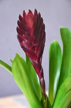 Close up of bromeliad flower Stock Photos