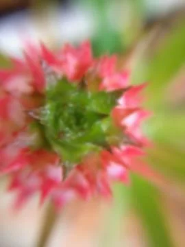 Close up of bromeliad Stock Photos