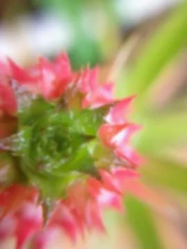 Close up of bromeliad Stock Photos