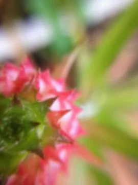Close up of bromeliad Stock Photos