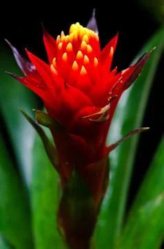 Close-up of bromeliads flowers Stockfoto's