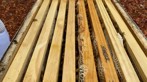 Close up of brood box in a bee hive full of bees and honey comb Stock Footage 129290026