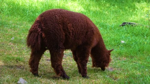 Close up of a brown alpaca Stock Footage 249736796