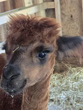 Close Up of a Brown Alpaca Stock Photos