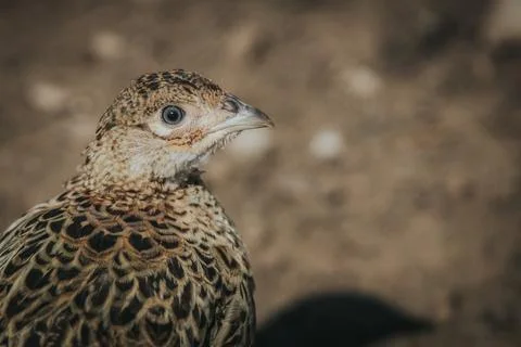 Close-up of a brown and tan patterned bird with a distinctive beak and eye,.. Stock Photos