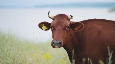 A Close up of a Brown and White Cow's Head Grazing in the Pasture Stock Footage 51677450