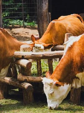 Close-up of brown and white cows feeding on hay from rustic wooden feeder Stock Photos