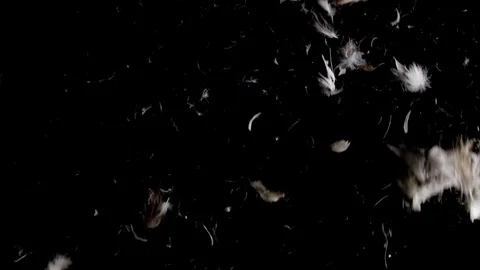 Close up of brown and white goose feathers falling down in slow motion Stock Footage 71692008