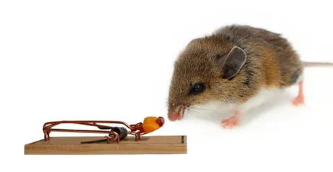 Close-up of brown and white mouse sniffing cheese in set trap Stock Photos