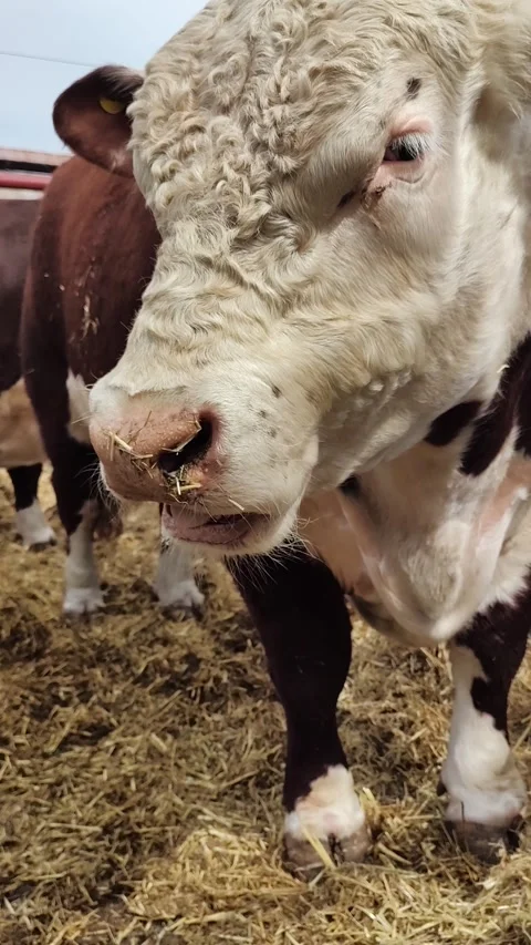 Close-up of a brown and white Polled Hereford bull ruminating. 4K Vertical Stock Footage 287586958