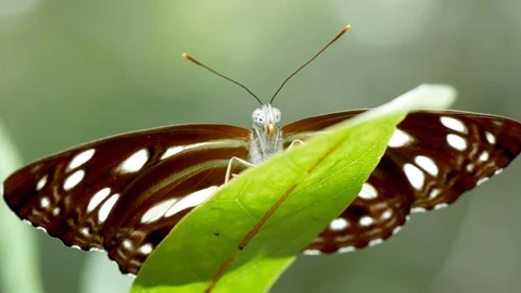 Close-up of brown and white spot butterfly stay on green leaf and suction Video stock 117004335