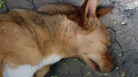 Close up of a brown and white stray dog sleeping on the street Stock Footage 158218188