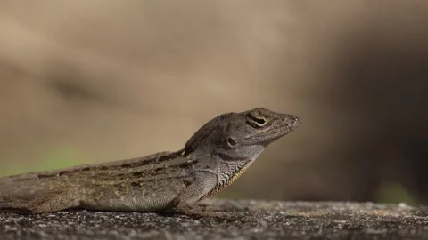 Close-up of a Brown Anole Lizard breathing, then leaving. Stock Footage 265710871