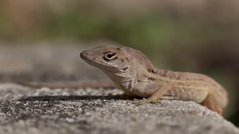 Close-up of a Brown Anole Lizard moving its head up and down. Stock Footage 265711971