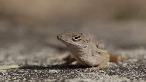 Close-up of a Brown Anole Lizard opening its mouth. Stock Footage 265710467