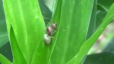 Close-up of Brown Ant on Green Leaf Stock Footage 300620625