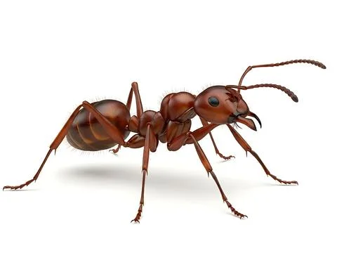 Close-up of brown ant walking forward Stock Illustration
