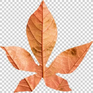 Close-up of brown autumn leaf Stock Illustration