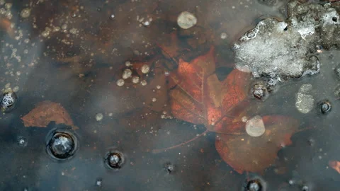 Close up of a brown autumn leaf trapped in a shallow icy puddle with air bubbles 스톡 동영상 329402476