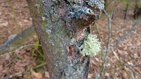 Close up, Brown Bark of an Old Tree Covered with Moss, Moldy, and Crawling Ants Stock Footage 297604250