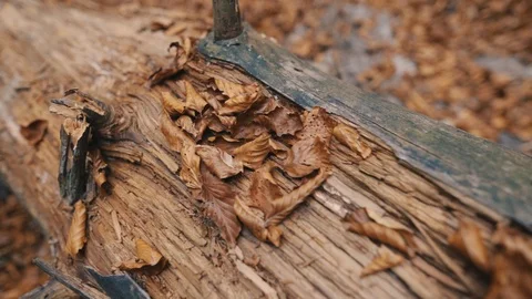 Close up brown bark of tree in the forest autumn old park texture nature detail Stock Footage 98609383
