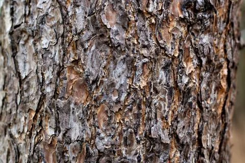 Close up of the brown bark of a tree Stock Photos