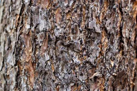 Close up of the brown bark of a tree Stock Photos