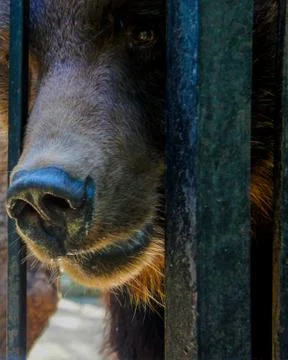 Close up of brown bear in cage Stock Photos