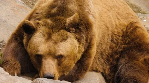 Close up of brown bear Stock Footage 238950463