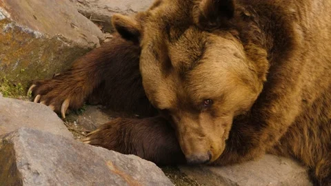 Close up of brown bear Stock Footage 238952061