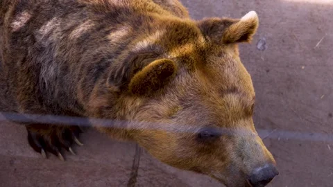 Close up of a brown bear Video stock 246454422