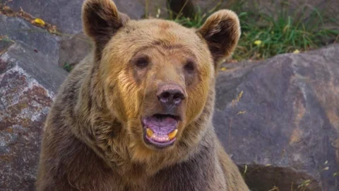 Close up of brown bear Stock Footage 246596749