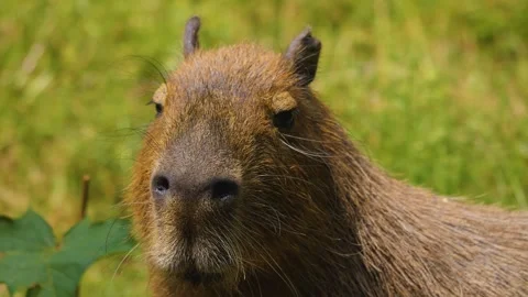 Close up of a brown bear Video stock 253257890