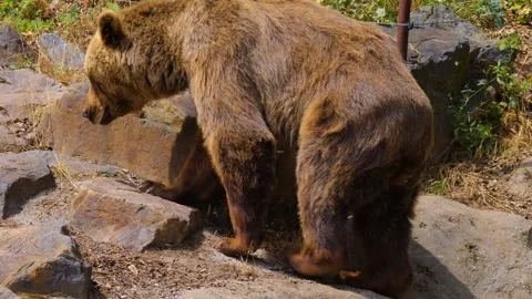 Close up of a brown bear Stock Footage 253365168