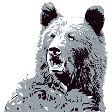 Close-up of a brown bear head, illustration for T-shirt, clothes, tattoo, log Stock Illustration