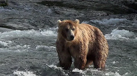 Close Brown Bear Looks in Different Directions Catching the Golden Morning Light Stock Footage 50776861