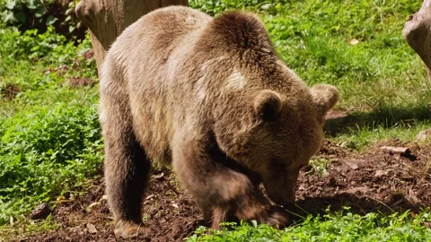 Close up of a brown bear on a meadow Stock Footage 344376167